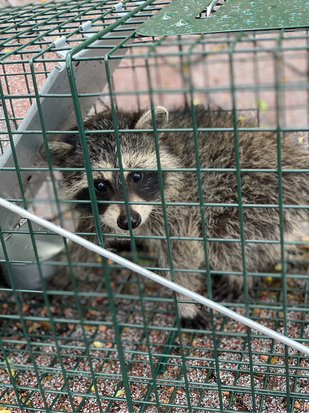 raccoon removal